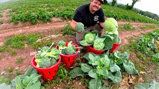 HARVESTING VEGETABLES ON OUR FARM IN 2023