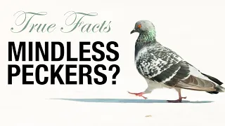 True Facts: Pigeons Aren't Just Mindless Peckers