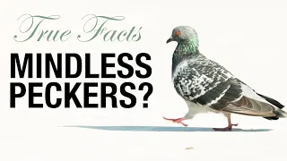 True Facts: Pigeons Aren't Mindless Peckers