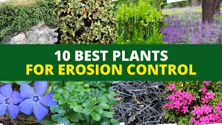 10 Best Plants for Erosion Control 👍👌