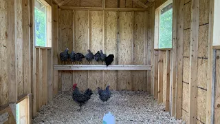 Moving The chickens into their new chicken coop!￼