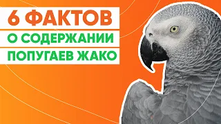 Как содержать жако?