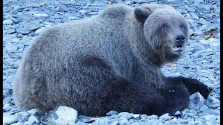 Big Brown Bear Eating Salmon