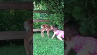 Fawn meets baby Scarlett on her 1st birthday!