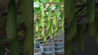 With just a few plastic containers, I can grow cucumbers all year round #growingfruit #fruits #grow