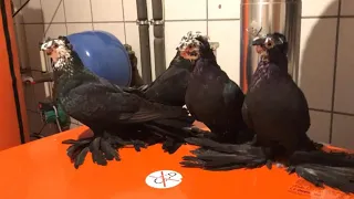 Хорошие стоят от $2000 до $5000 долларов. Двухчубые голуби. Tauben. Pigeons. Palomas. Pombos. 비둘기.