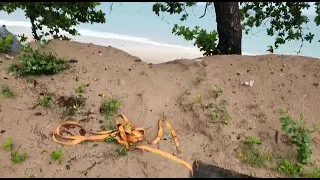 Turtle Trapped In Tomb