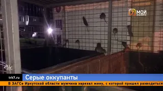 В Красноярске полчища крыс держат в страхе жителей Карбышева