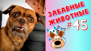 Приколы с Животными #45 / Смешные Животные / Приколы 2020 / Приколы про Животных / Лучшие Приколы