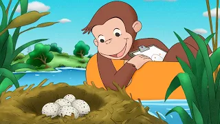 George Finds a Mysterious Egg 🐵 Curious George 🐵 Kids Cartoon 🐵 Kids Movies