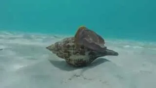 Giant Atlantic Sea Snail