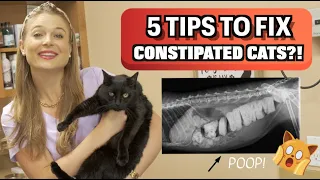 How To Treat Cat Constipation!?! | 5 SUPPLEMENTS TO USE!