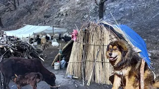 Best Life in The Nepali Himalayan Shepherd Life in the Winter । Sheep Shepherd Cooking and Eating