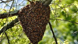 Ловля пчелиных раев-НАЧАЛО 2020 год./Пчеловодство с нуля