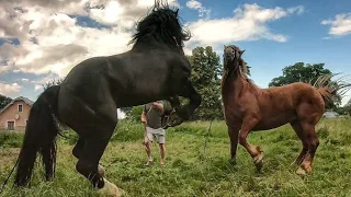 🔥PERCHERON ГЕРМЕС🔥/ПРИВЕЗЛИ КОБИЛУ ДО ГЕРМЕСА