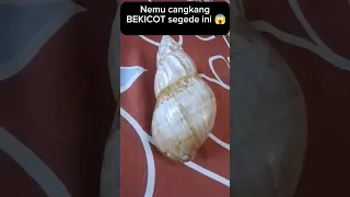 Nemu cangkang BEKICOT raksasa?? #shorts #viral #fypシ #bekicot