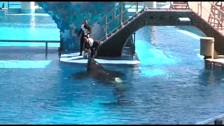 SeaWorld Orlando - Taima, Newborn Malia & Tilikum (March 2007)