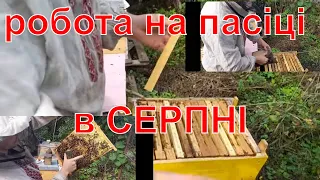 Обов'язкова робота на пасіці в серпні!