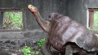 Galapagos giant tortoises go home after saving their species