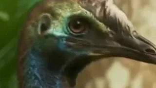 SilMi - Cassowary attack