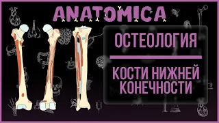 Кости нижней конечности анатомия / Бедренная кость / Большеберцовая кость / Остеология