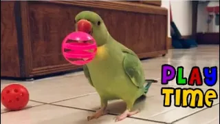 Funny talking parrot loves to play with his toys - SO ADORABLE