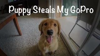 Puppy Steals My GoPro