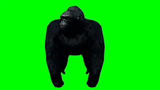 gorilla on green screen |green screen animal |Gorilla on green screen effects