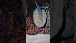 mother Cockatiel feeding baby Cockatiel || happy family ||#babybird#birdbaby#cockatiel#birds#shorts