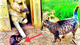 Кошка Пуся привела своего котёнка Чепусика к собаке Баксу 🐕🐈🐈 #кошка #котенок #собака