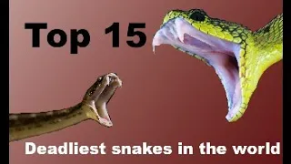 Top 15 deadliest snakes in the world