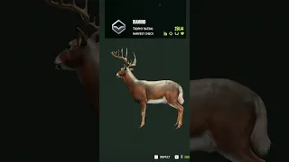 Massive 💎 Whitetail Taken Down in TheHunter: Call of The Wild