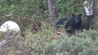 Chasse à l'ours 2016 en Mauricie