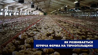 Як розвивається куряча ферма на Тернопільщині