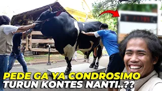 PERSIAPAN MATANG CONDROSIMO SEBELUM TURUN KONTESS..??