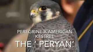 FALCONRY: the Peregrine x American Kestrel hybrid!
