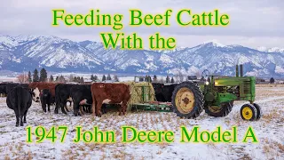 Feeding Beef Cattle with the 1947 John Deere Model A, Fall 2022