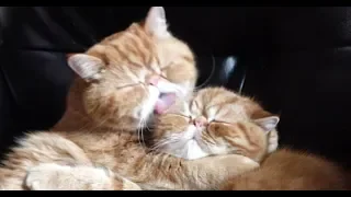 ‼️😜 13 Cute Overload and Funny Cat Videos Compilation Kittens Meow Kiss With Love 2019