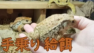 手乗りしながら餌を食べるミヤコヒキガエル #toad #ミヤコヒキガエル