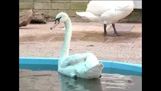 В Самаре не смогли спасти редкого журавля