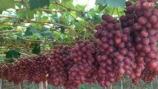 WOW! Amazing New Agriculture Technology - Grape