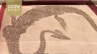 240-million-year-old fossils on display in China’s Guizhou Province