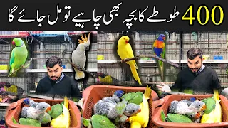 College Road Birds Market Rawalpindi | Birds Market | Talking Parrot Chicks | Ringneck & Raw Chicks