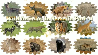 Wild Animals In Somalia | Part   1