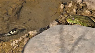 Encounters of grass snakes with large and small frogs / Ringelnattern treffen auf Frösche