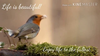 Life is Beautiful! (Celebrate Life)