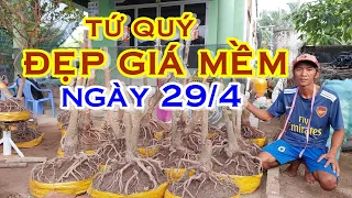 TÀI 📲  O966111384  MAI TỨ QUÝ ĐẾ ĐẸP GIÁ RẺ GIAO LƯU NGÀY 29/4  "MAI VÀNG NAM BỘ"