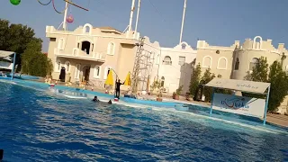 Дельфины.ЕГИПЕТ. Шарм эль Шейх.Шоу дельфинов)))))Dolphins. EGYPT. Sharm el Sheikh. Dolphin show))))