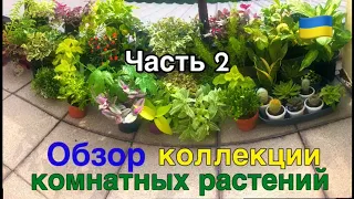 🍂Осенний ОБЗОР комнатных РАСТЕНИЙ. Новая коллекция - 2022. Часть 2