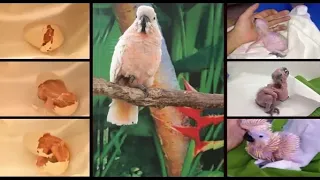 Moluccan Cockatoo baby Hatching